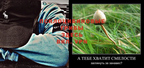 ПСИЛОЦИБИНОВЫЕ ГРИБЫ Каменка